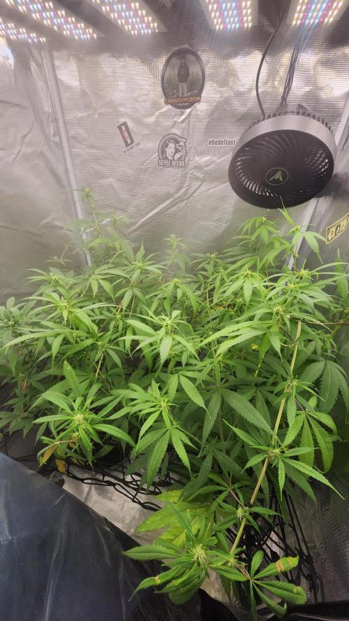 Big Berry Bliss !!Business!!. Week 12 - 07/05