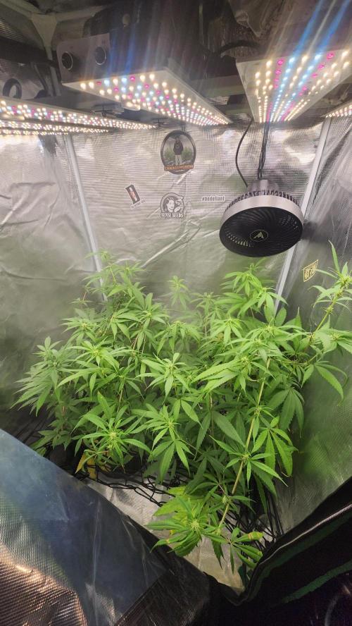 Big Berry Bliss !!Business!!. Week 12 - 07/05