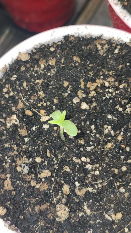 PROJECT EASTERN DRAGON. Week 0 - 07/22