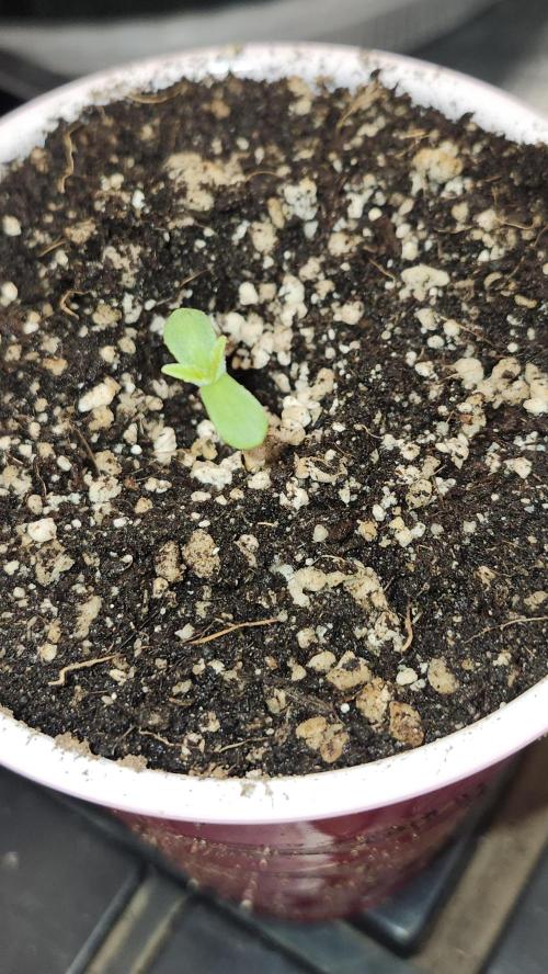 PROJECT EASTERN DRAGON. Week 0 - 07/22