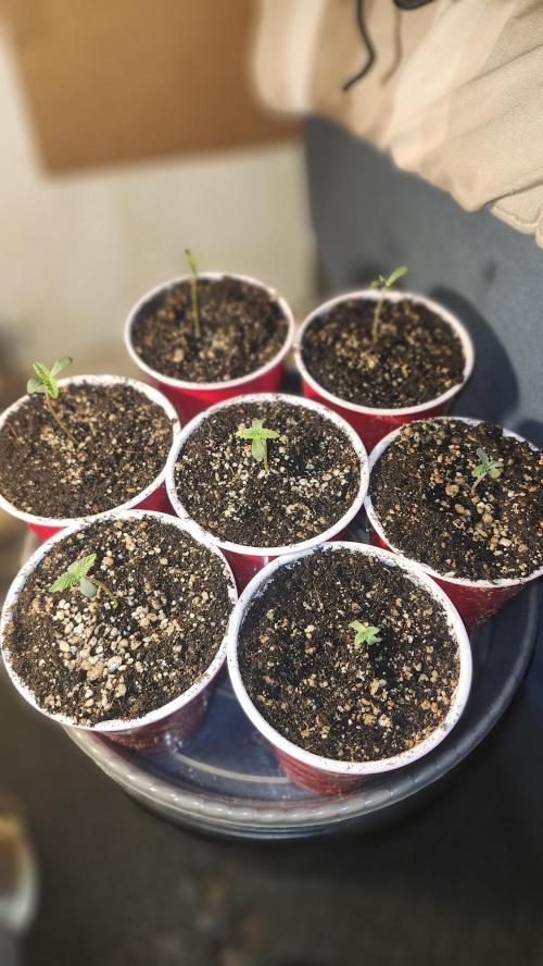 PROJECT EASTERN DRAGON. Week 0 - 07/24