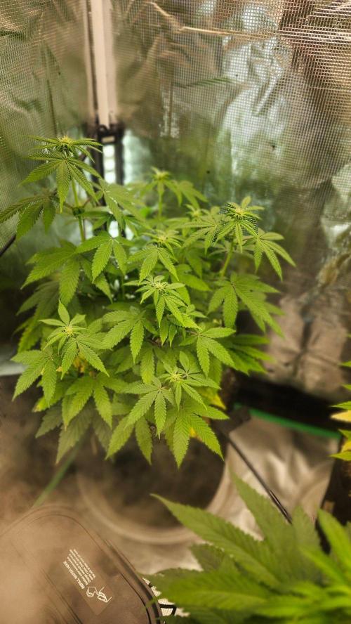 PROJECT EASTERN DRAGON. Week 8