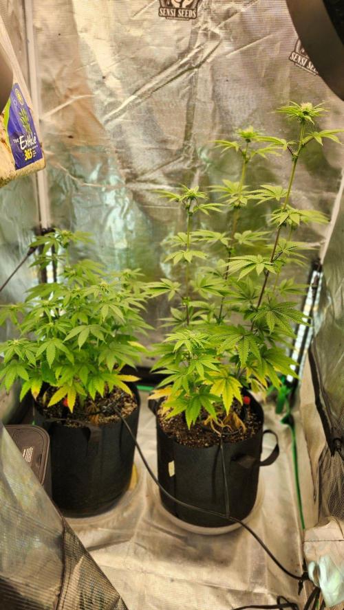 PROJECT EASTERN DRAGON. Week 8