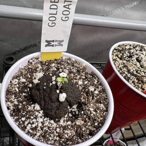 Golden Goat, Maui Wowie, Pancakes, Giraffe Puzzy, Runtz, Golden Goat