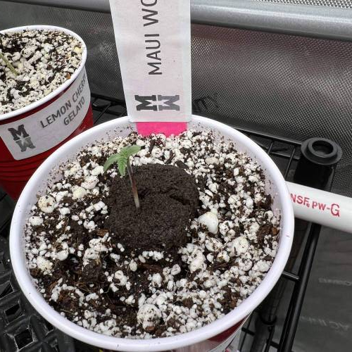 Golden Goat, Maui Wowie, Pancakes, Giraffe Puzzy, Runtz, Golden Goat