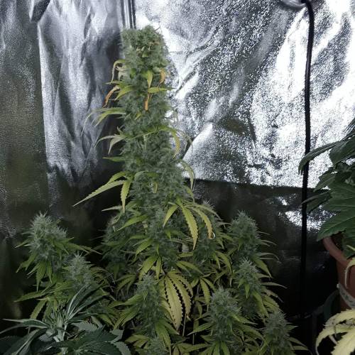 Super skunk auto 2nd grow. Week 11