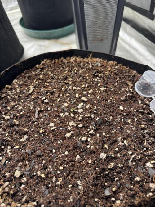 Fast Buds Auto Run. Week 0 - Day 1 - Wedding Glue #1