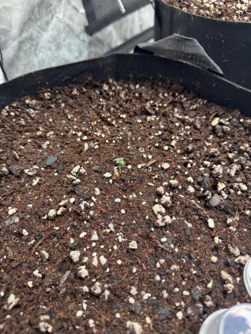 Fast Buds Auto Run. Week 0 - Day 1 - Wedding Glue #2