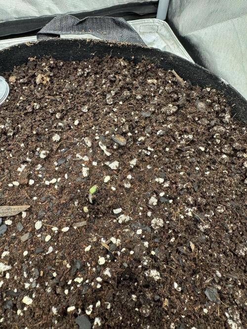 Fast Buds Auto Run. Week 0 - Day 1 - Wedding Glue #3