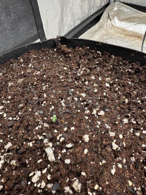 Fast Buds Auto Run. Week 0 - Day 1 - Strawberry Gorilla #1