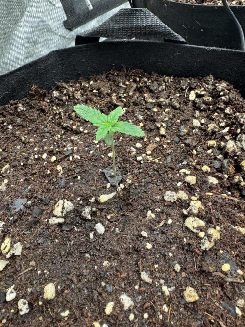 Fast Buds Auto Run. Week 1 - Day 7 - Wedding Glue #2