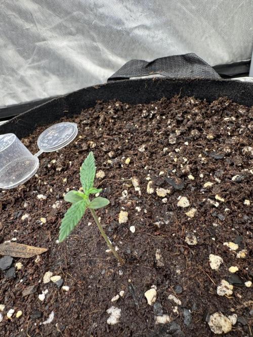 Fast Buds Auto Run. Week 1 - Day 7 - Wedding Glue #3