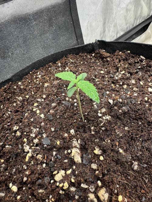 Fast Buds Auto Run. Week 1 - Day 7 - Strawberry Gorilla #2