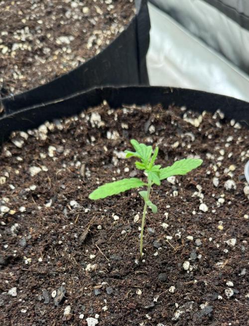 Fast Buds Auto Run. Week 2 - Day 13 - Wedding Glue #1