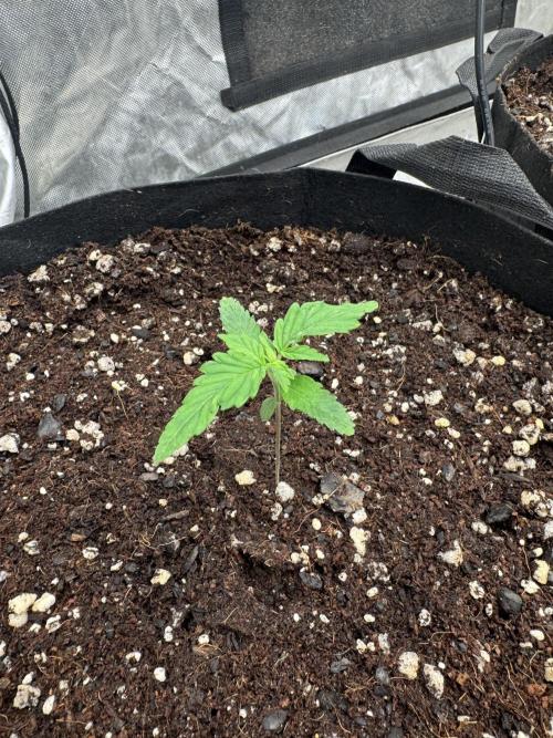 Fast Buds Auto Run. Week 2 - Day 13 - Wedding Glue #2