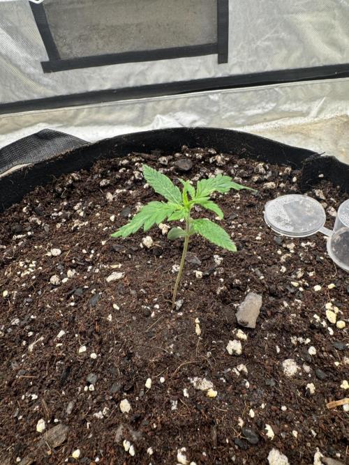 Fast Buds Auto Run. Week 2 - Day 13 - Wedding Glue #3