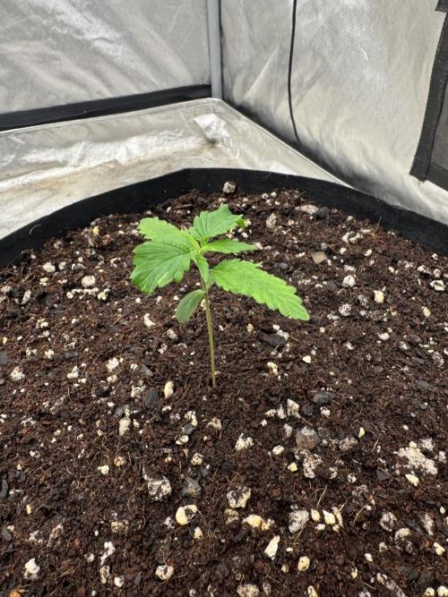 Fast Buds Auto Run. Week 2 - Day 13 - Strawberry Gorilla #1