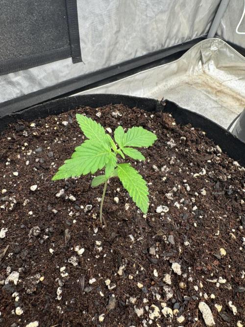 Fast Buds Auto Run. Week 2 - Day 13 - Strawberry Gorilla #2