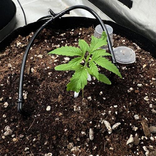 Fast Buds Auto Run. Week 3 - Day 19 - Wedding Glue #1