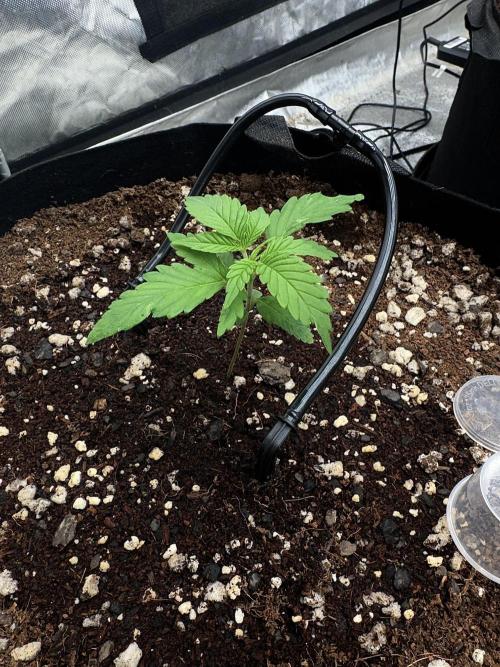 Fast Buds Auto Run. Week 3 - Day 19 - Wedding Glue #2