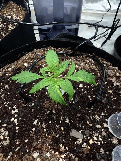 Fast Buds Auto Run. Week 3 - Day 19 - Wedding Glue #3