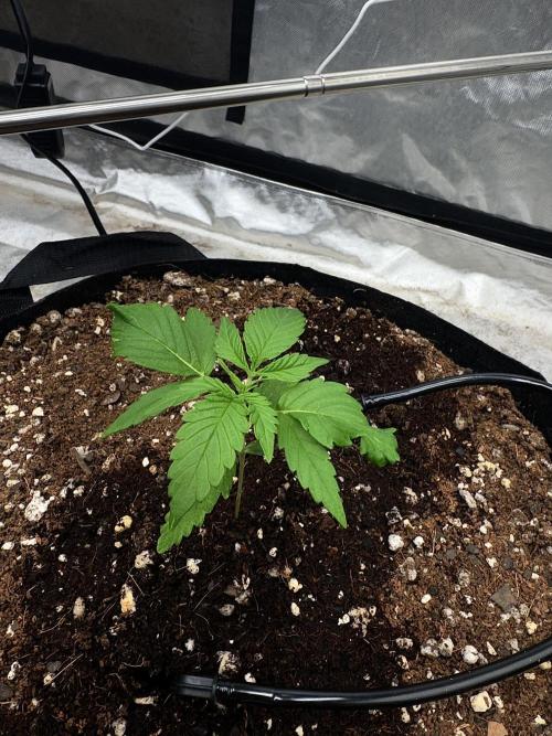 Fast Buds Auto Run. Week 3 - Day 19 - Strawberry Gorilla #1