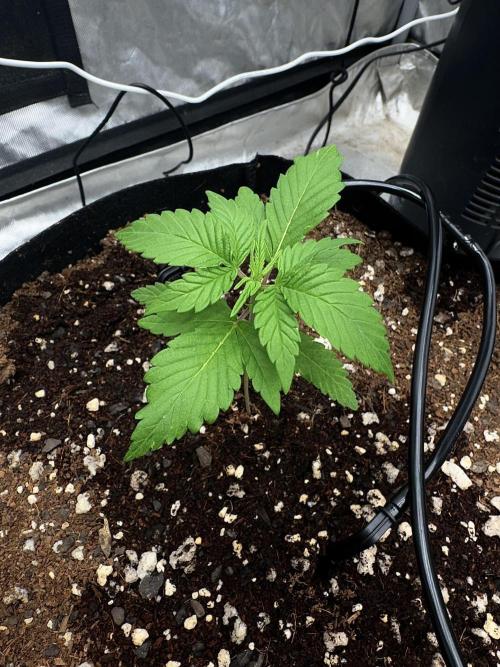 Fast Buds Auto Run. Week 3 - Day 19 - Strawberry Gorilla #2