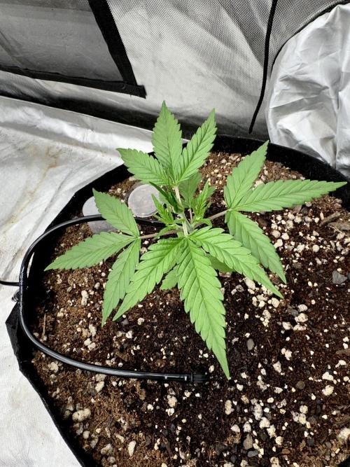 Fast Buds Auto Run. Week 4 - Day 26 - Wedding Glue #1