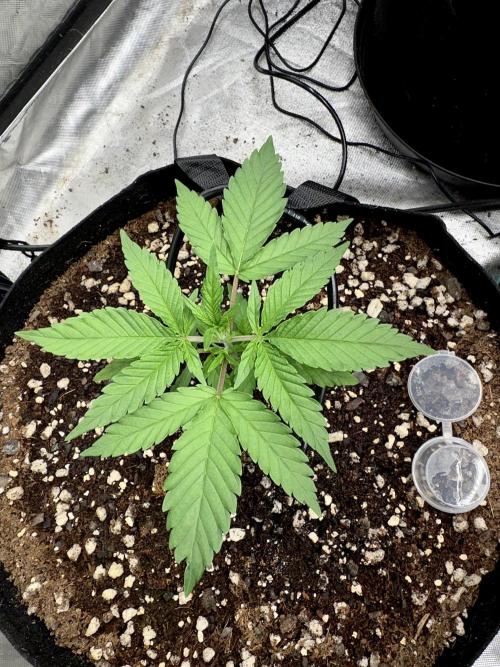 Fast Buds Auto Run. Week 4 - Day 26 - Wedding Glue #2