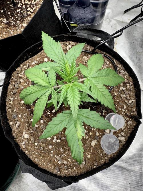 Fast Buds Auto Run. Week 4 - Day 26 - Wedding Glue #3