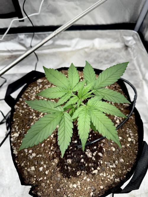 Fast Buds Auto Run. Week 4 - Day 26 - Strawberry Gorilla #1