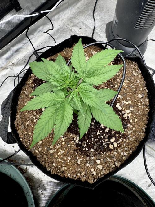 Fast Buds Auto Run. Week 4 - Day 26 - Strawberry Gorilla #2