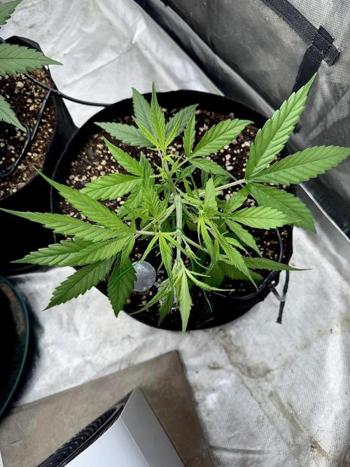 Fast Buds Auto Run. Week 5 - Day 33 - Wedding Glue #1