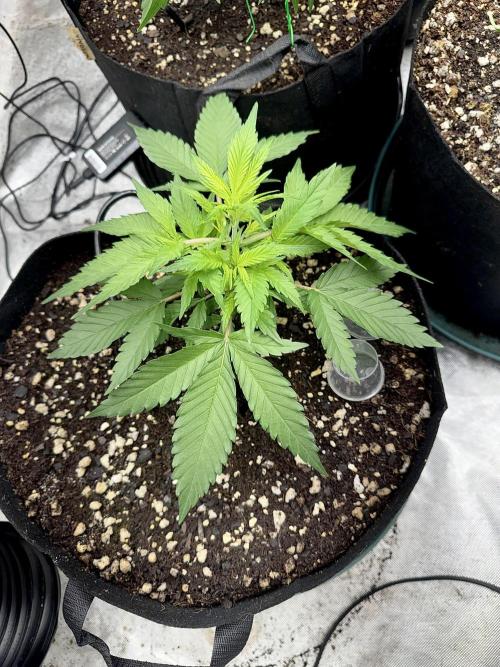 Fast Buds Auto Run. Week 5 - Day 33 - Wedding Glue #2