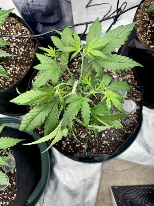 Fast Buds Auto Run. Week 5 - Day 33 - Wedding Glue #3