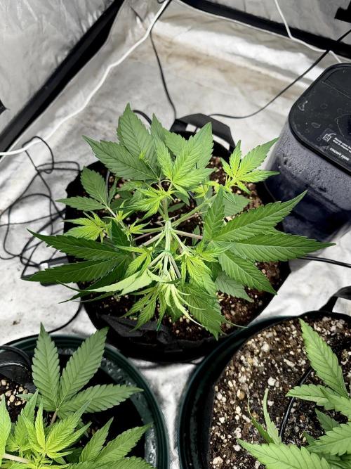 Fast Buds Auto Run. Week 5 - Day 33 - Strawberry Gorilla #2