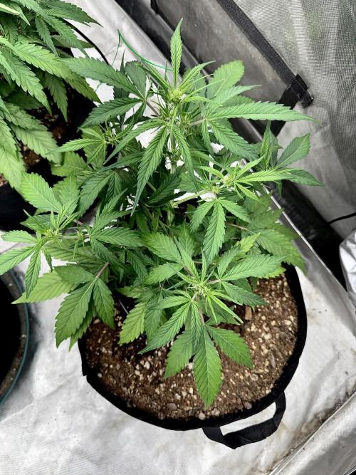 Fast Buds Auto Run. Week 6 - Day 42 - Wedding Glue #1