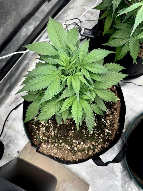 Fast Buds Auto Run. Week 6 - Day 42 - Wedding Glue #2