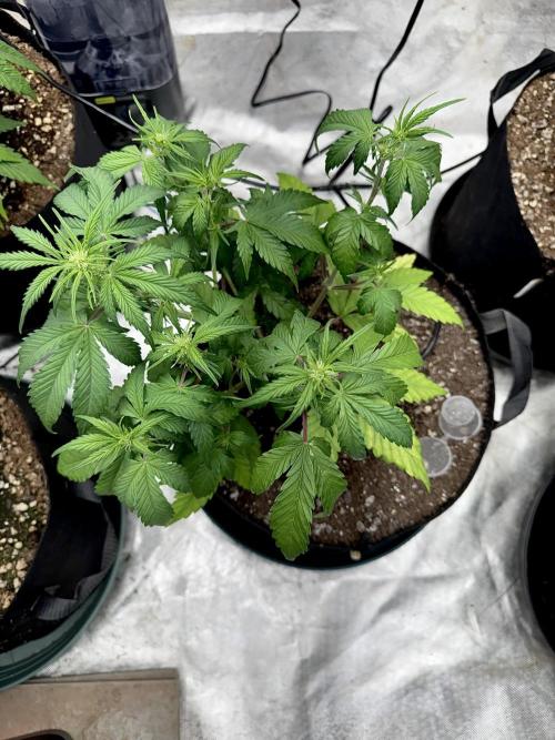 Fast Buds Auto Run. Week 6 - Day 42 - Wedding Glue #3