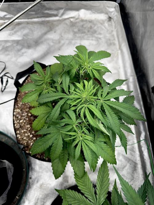 Fast Buds Auto Run. Week 6 - Day 42 - Strawberry Gorilla #1