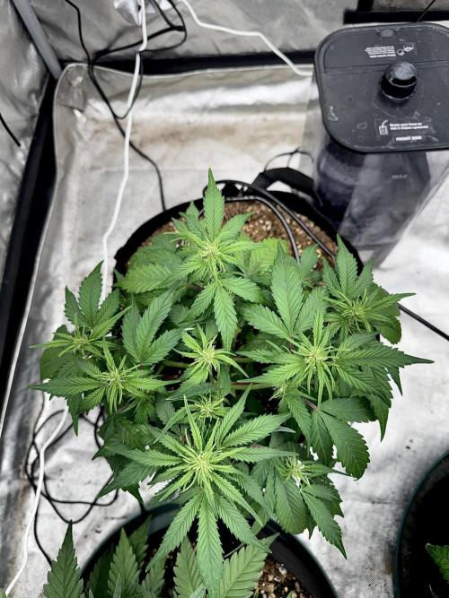 Fast Buds Auto Run. Week 6 - Day 42 - Strawberry Gorilla #2