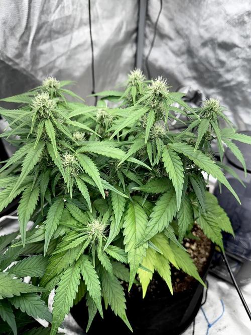 Fast Buds Auto Run. Week 7 - Day 51 - Wedding Glue #1