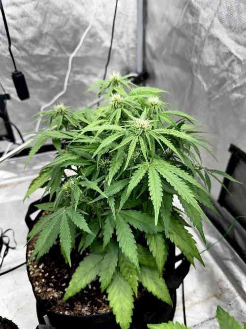 Fast Buds Auto Run. Week 7 - Day 51 - Wedding Glue #2