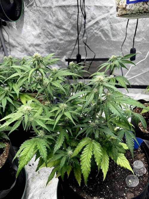 Fast Buds Auto Run. Week 7 - Day 51 - Wedding Glue #3