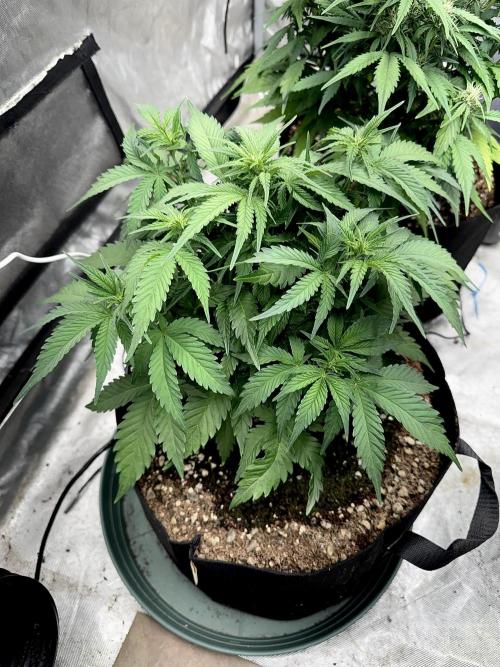 Fast Buds Auto Run. Week 7 - Day 51 - Strawberry Gorilla #1