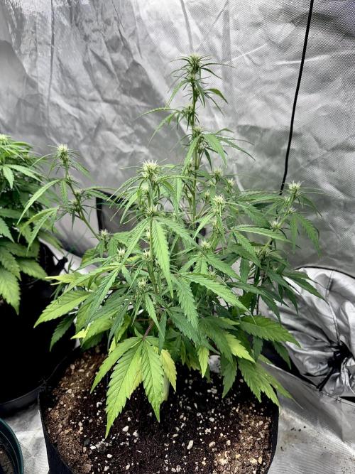 Fast Buds Auto Run. Week 7 - Day 51 - Strawberry Gorilla #2