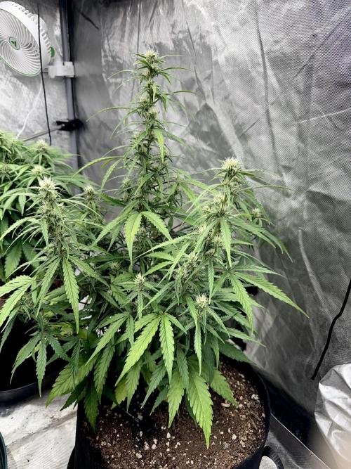 Fast Buds Auto Run. Week 8 - Day 59 - Wedding Glue #1