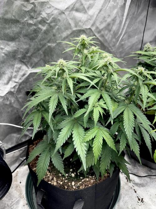 Fast Buds Auto Run. Week 8 - Day 59 - Wedding Glue #2