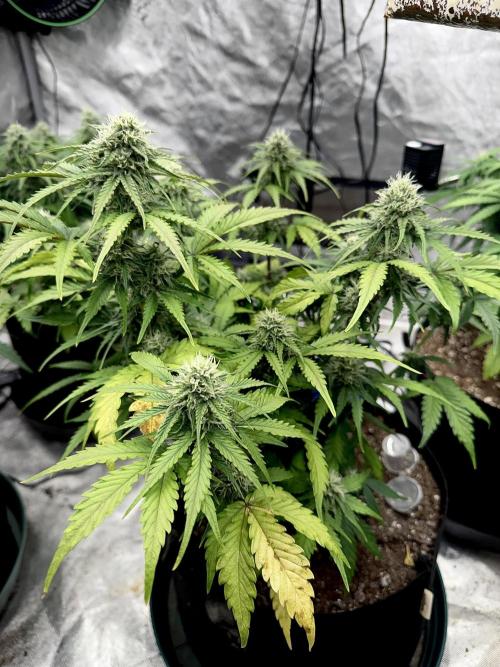 Fast Buds Auto Run. Week 8 - Day 59 - Wedding Glue #3