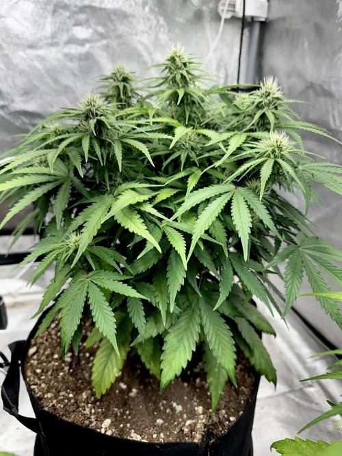 Fast Buds Auto Run. Week 8 - Day 59 - Strawberry Gorilla #1